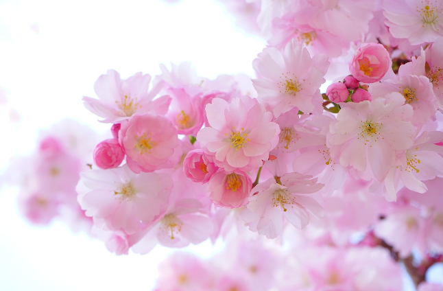 絶好のお花見日和！桜を愛でる週末